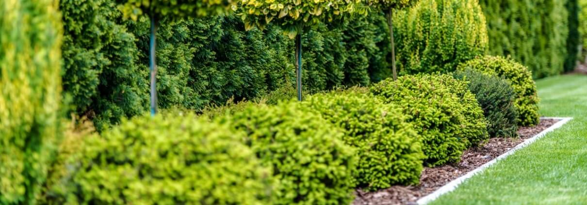 Picking the Right Shrubs for Your Landscaping Project
